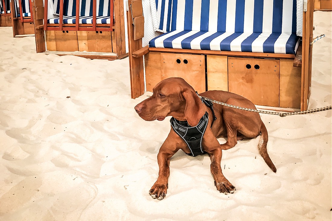 Strand von Kolberg beim Urlaub mit Hund