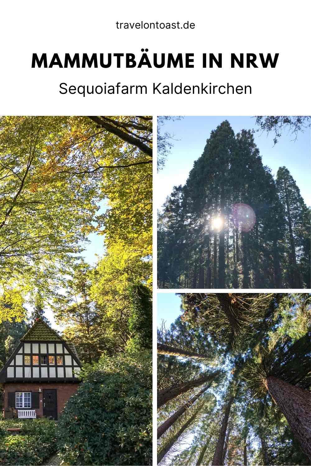 Du möchtest Mammutbäume in NRW erleben? Ein tolles, kostenloses Ausflugsziel ist die Sequoiafarm Kaldenkirchen.