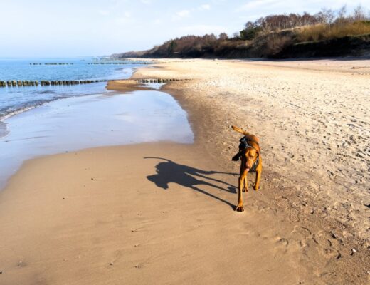 Urlaub mit Hund in Kolberg, polnische Ostsee
