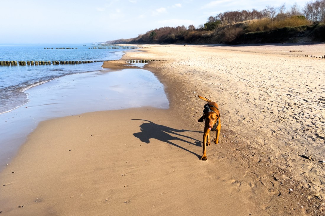 Urlaub mit Hund in Kolberg, polnische Ostsee