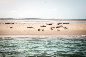 Seehunde bei Terschelling Holland