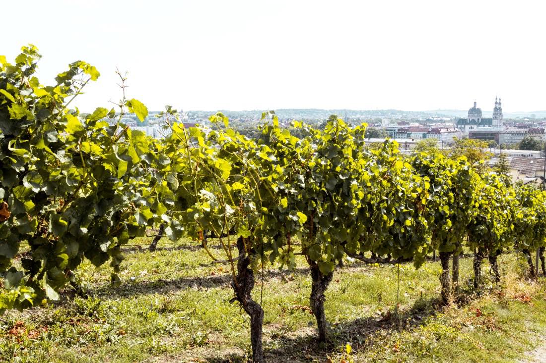 Würzburg Weinberg Frankenwein