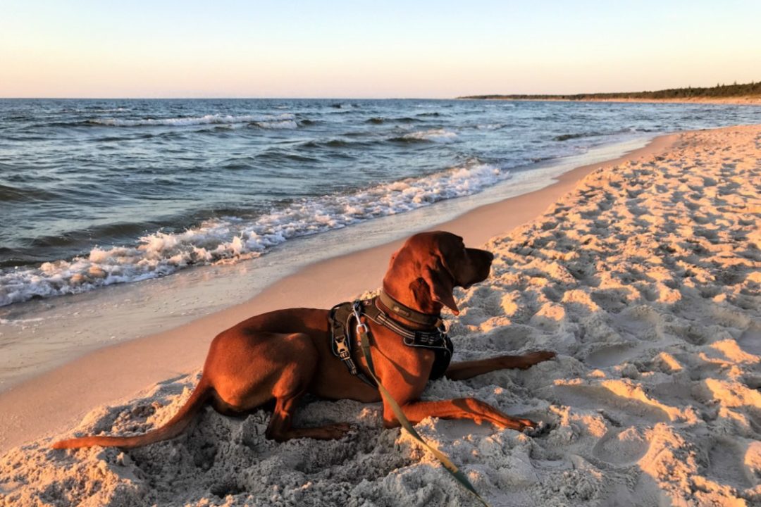 Urlaub mit Hund Geheimtipp polnische Ostsee