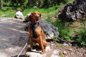 Urlaub mit Hund in den Bergen von Südtirol