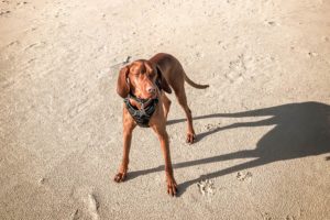 Urlaub mit Hund Geheimtipps Hundeurlaub