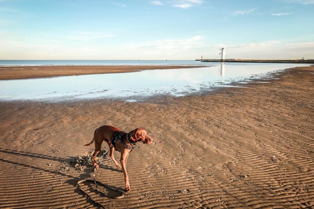 Usedom Tipps mit Hund