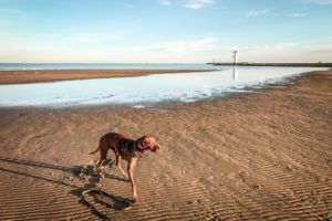 Usedom Tipps mit Hund