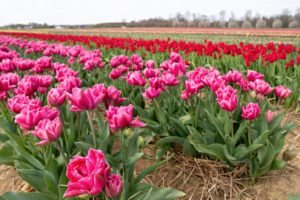 Tulpen Grevenbroich