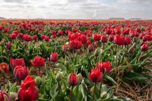 Tulpenfeld Grevenbroich