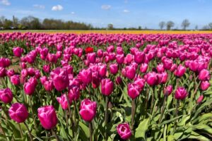 Tulpenfelder NRW 2023