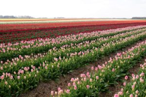 Tulpenfelder NRW Paulushof