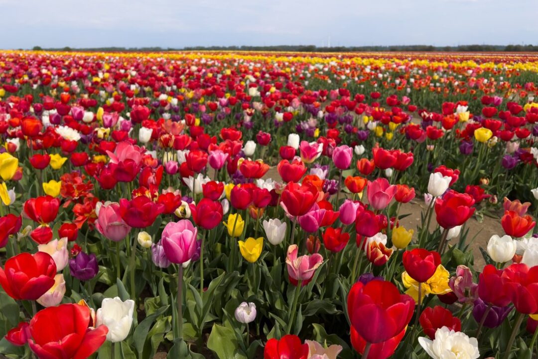 Das berühmteste der Tulpenfelder in NRW: Tulpenfeld Grevenbroich 2025 mit roten, pinken, weißen und gelben Tulpen.