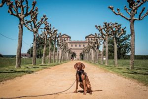 Archäologischer Park Xanten mit Hund