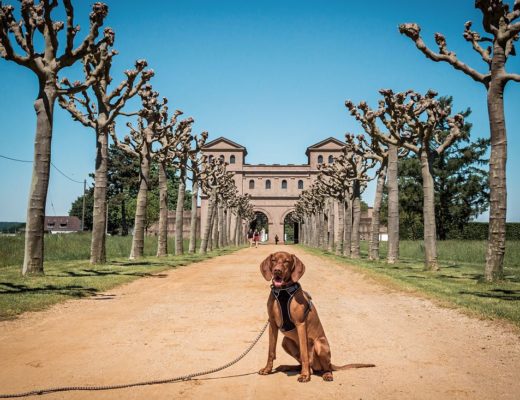 Archäologischer Park Xanten mit Hund