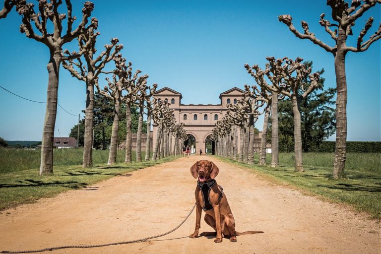 Ausflug mit Hund zum Römerpark Xanten (NRW) Travel on Toast