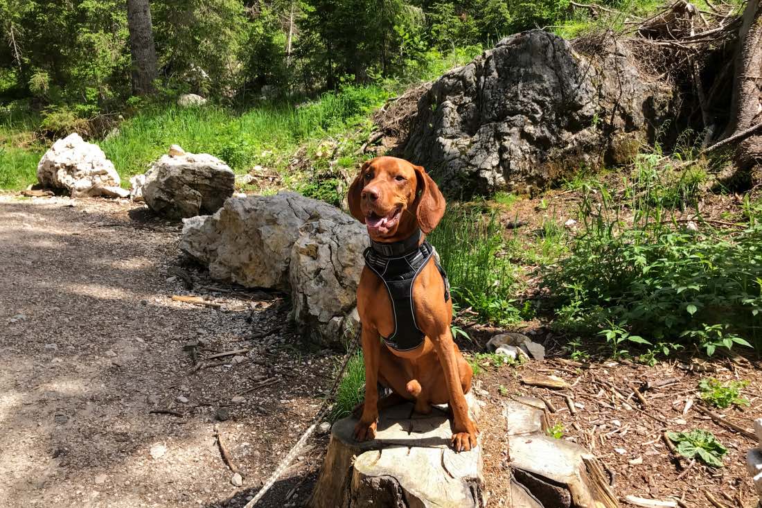 Urlaub mit Hund in Südtirol