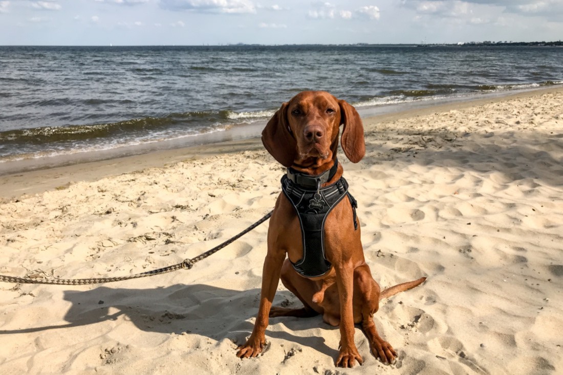 Urlaub mit Hund in Gdynia polnische Ostsee