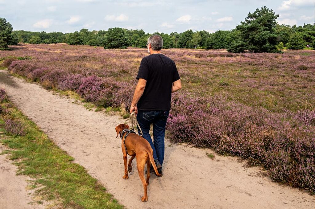 Westruper Heide, NRW Ausflug mit Hund zur Heideblüte mit Video
