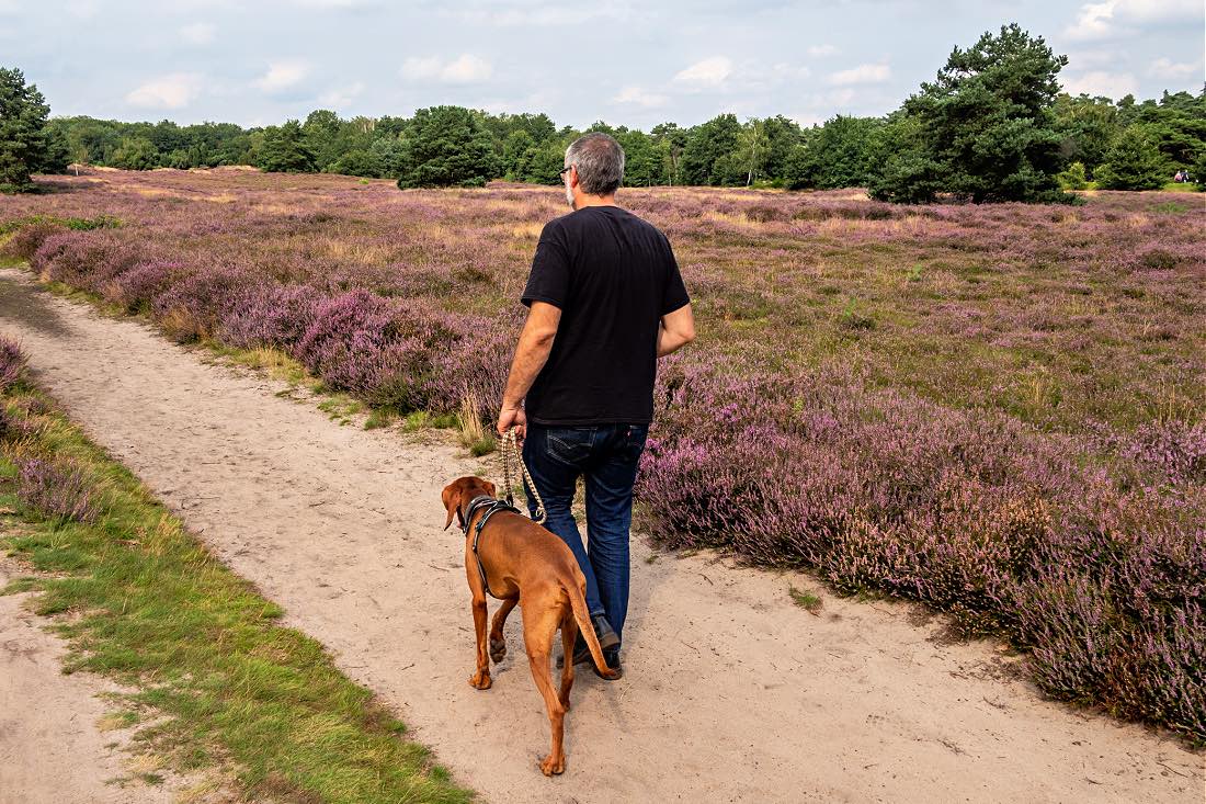 Ausflug mit Hund NRW Heideblüte