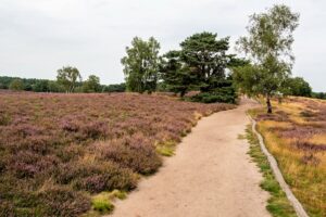 Wanderwege in der Heidelandschaft