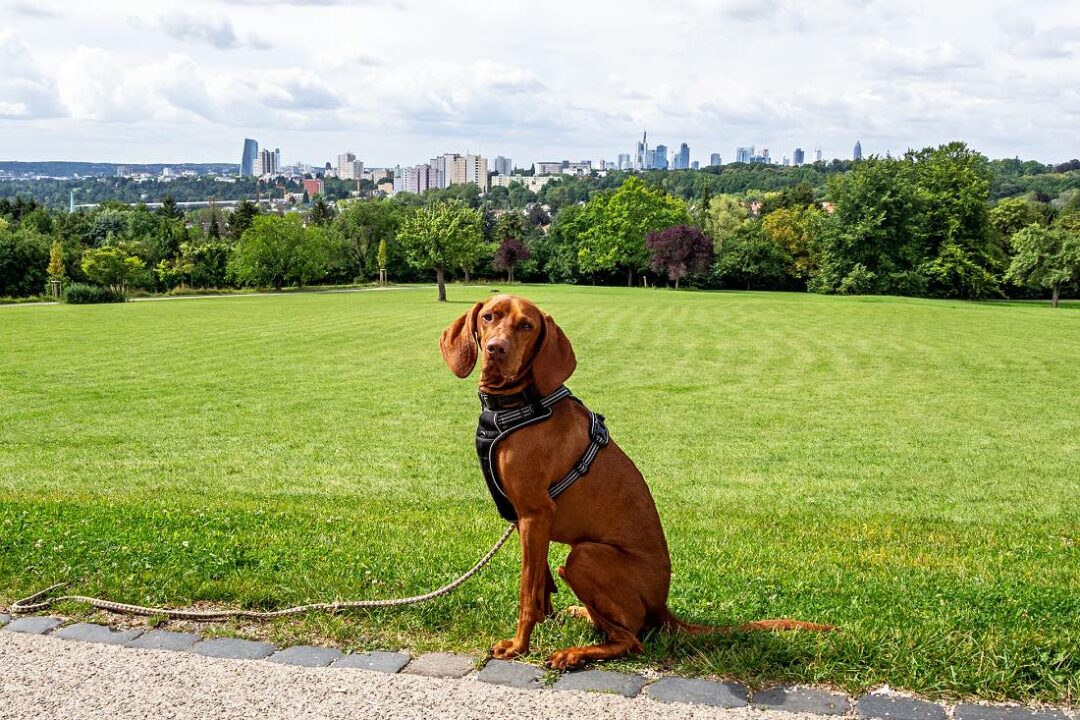 Frankfurt mit Hund Ausflugsziele Hotel Restaurants