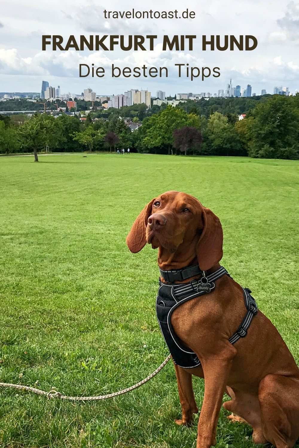 (Werbung) Ein Städtetrip mit Hund? In Frankfurt am Main mit seinen vielen Grünflächen klappte das super. Im August 2021 besuchten wir an einem Wochenende Frankfurt mit Hund. Im Biohotel Villa Orange probierten wir das Hunde-Kultur-Package samt Stadtführung aus. Im Reiseblog verrate ich meine Tipps für hundefreundliche Ausflugsziele und Sehenswürdigkeiten, Hundewiesen, Restaurants und Cafés.