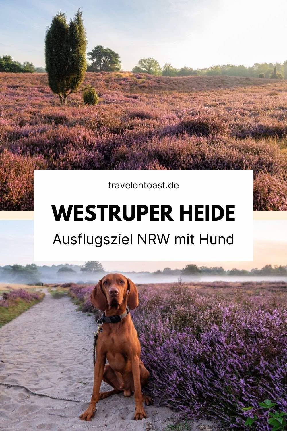 Die Westruper Heide in Haltern am See ist ein tolles Ausflugsziel NRW mit Hund. Im Reiseblog findest du meine Tipps und alle Infos für deinen Ausflug mit Hund, z. B. Parkplatz, Leinenpflicht, wandern, Heideblüte und Shooting bei Sonnenaufgang.