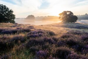 Westruper Heide bei Sonnenaufgang