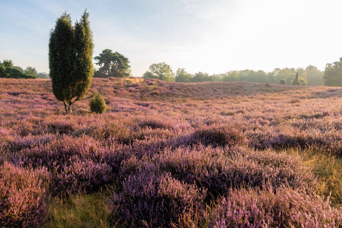 Westruper Heide Heideblüte bei Sonnenaufgang