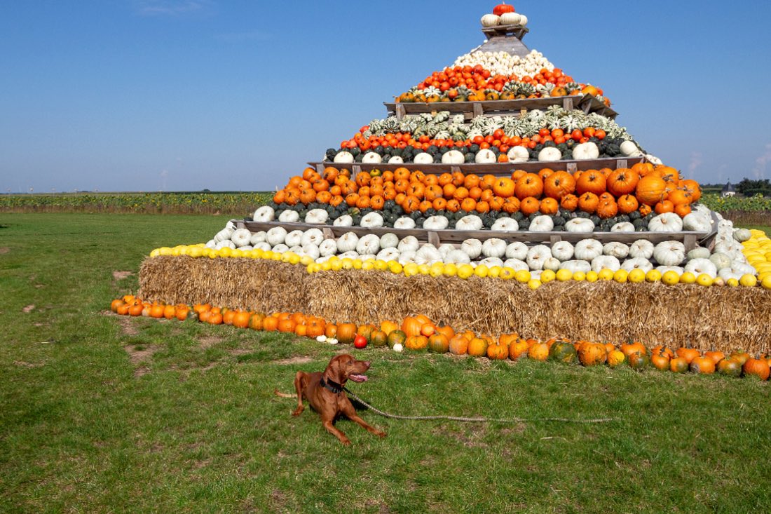 Ausflug mit Hund zur Kürbisausstellung