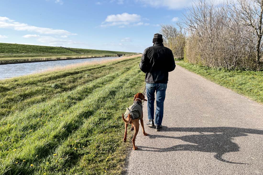 Reisen mit Vizsla