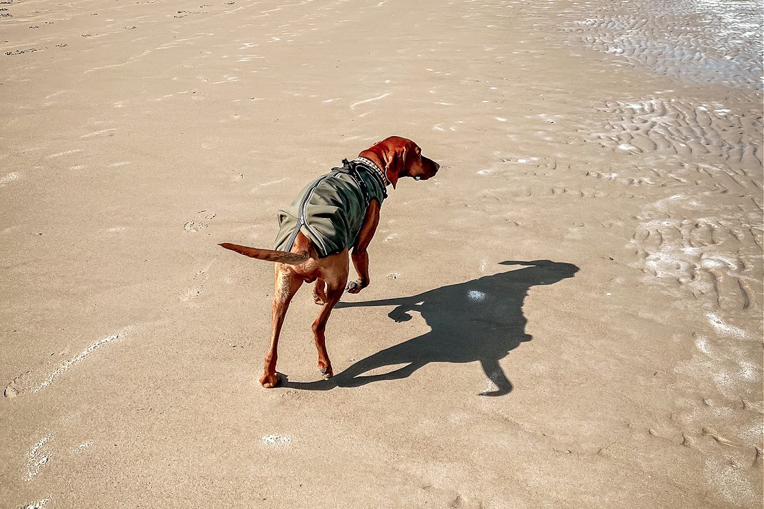 Texel Ferien mit Hund