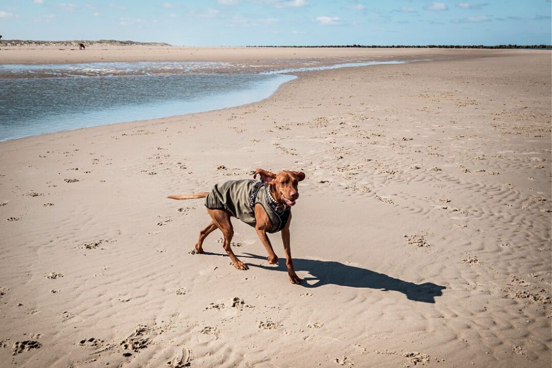 Texel mit Hund: Erfahrungen und Tipps
