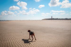 Texel mit Hund am Strand
