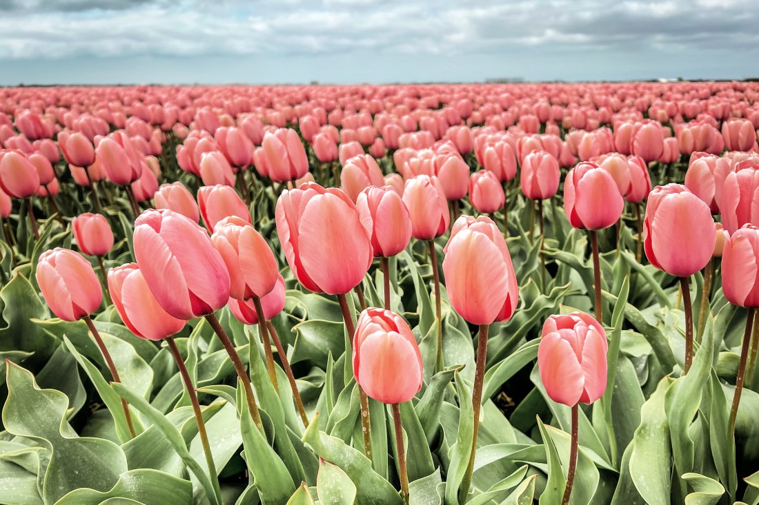 Tulpenfelder in Holland