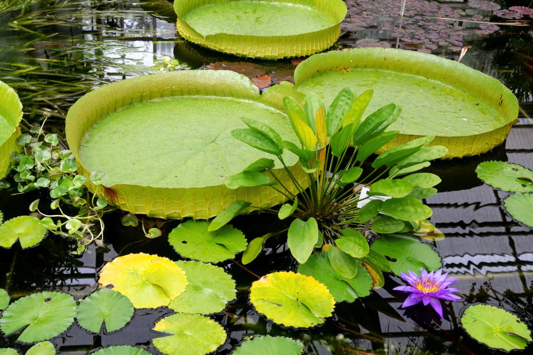 Botanischer Garten Jena