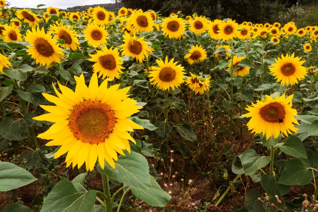Sonnenblumen im Weimarer Land