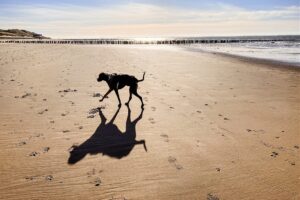 Hundeurlaub in Zeeland