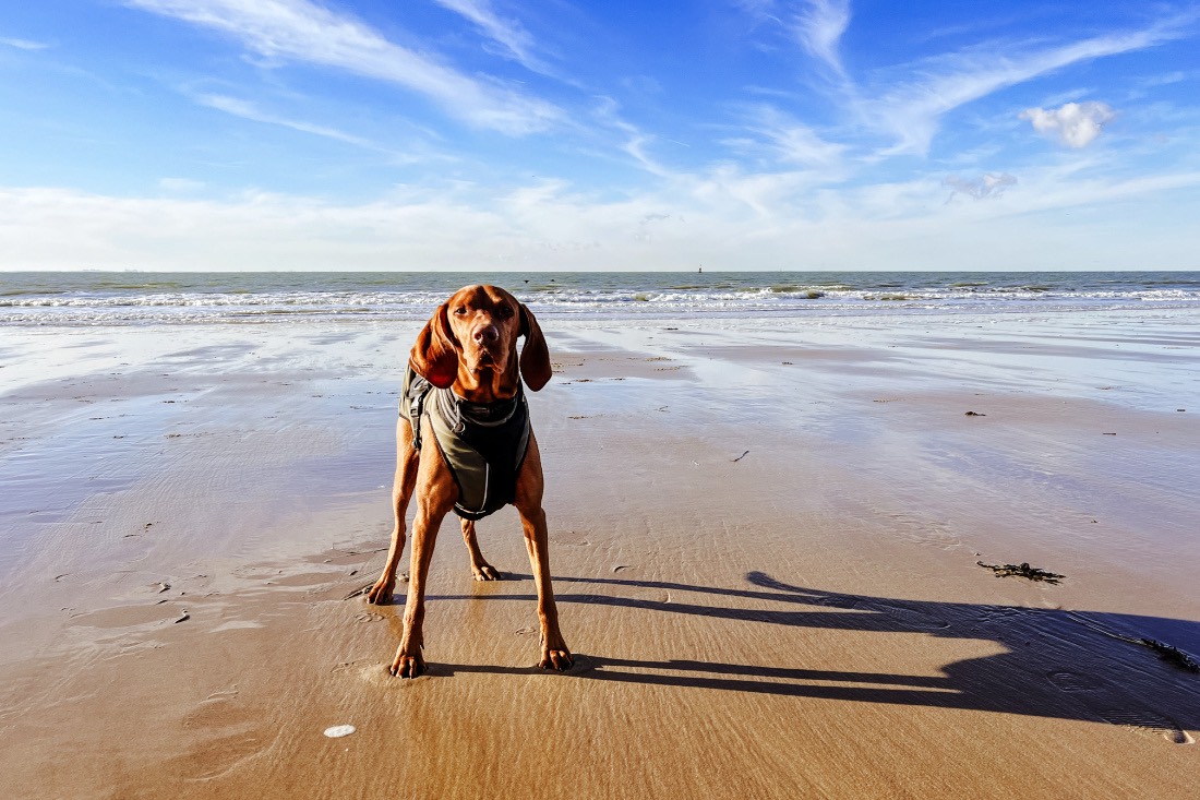Urlaub mit Hund am Meer - cover