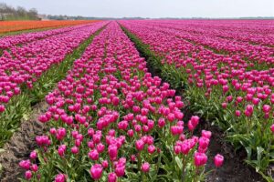 Tulpenfelder in Flevoland