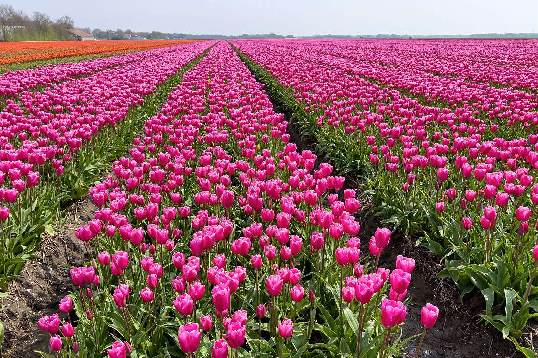 Tulpenfelder di Flevoland
