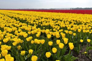 Tulpenfelder in Flevoland