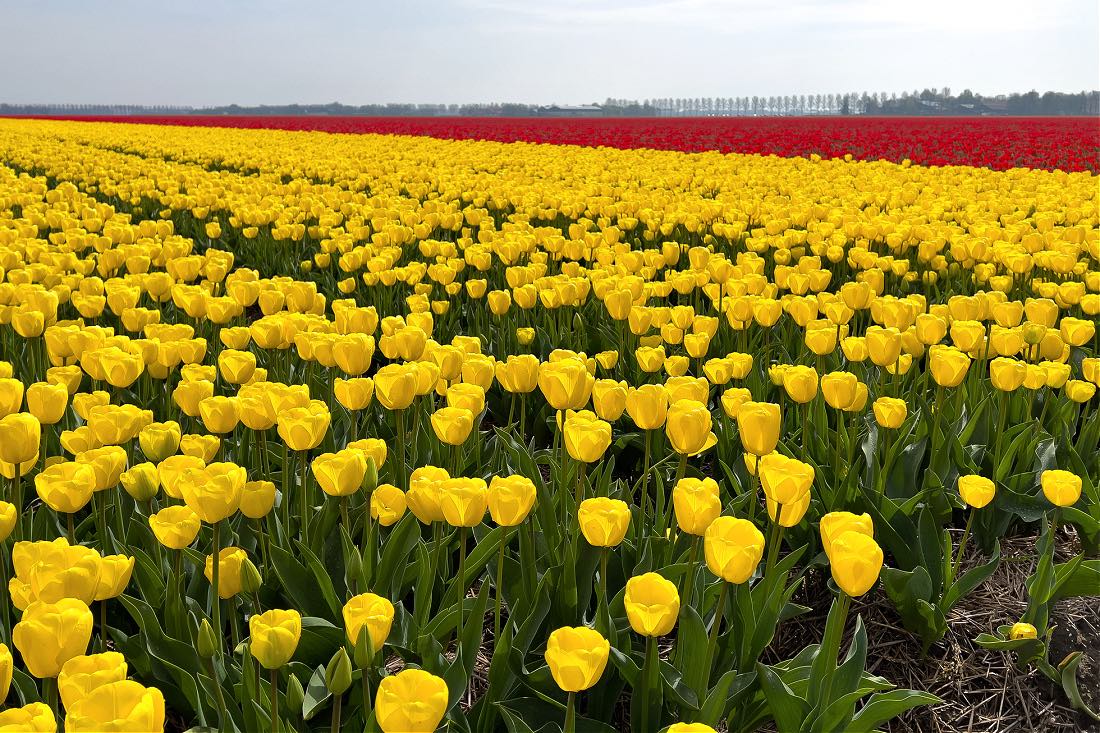 Tulpenfelder in Flevoland
