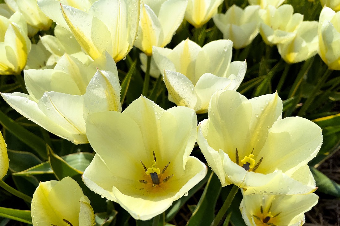 Festival Tulip Belanda 2023