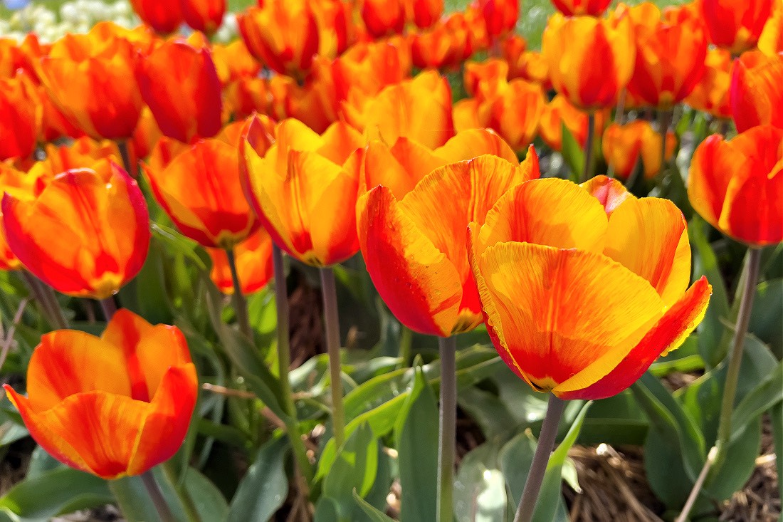 Festival Tulip Belanda 2023