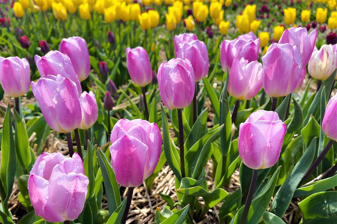 Tulpenfestival Noordoostpolder 2023