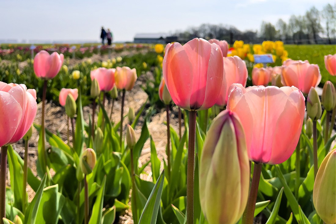 Festival Tulip Noordoostpolder 2023