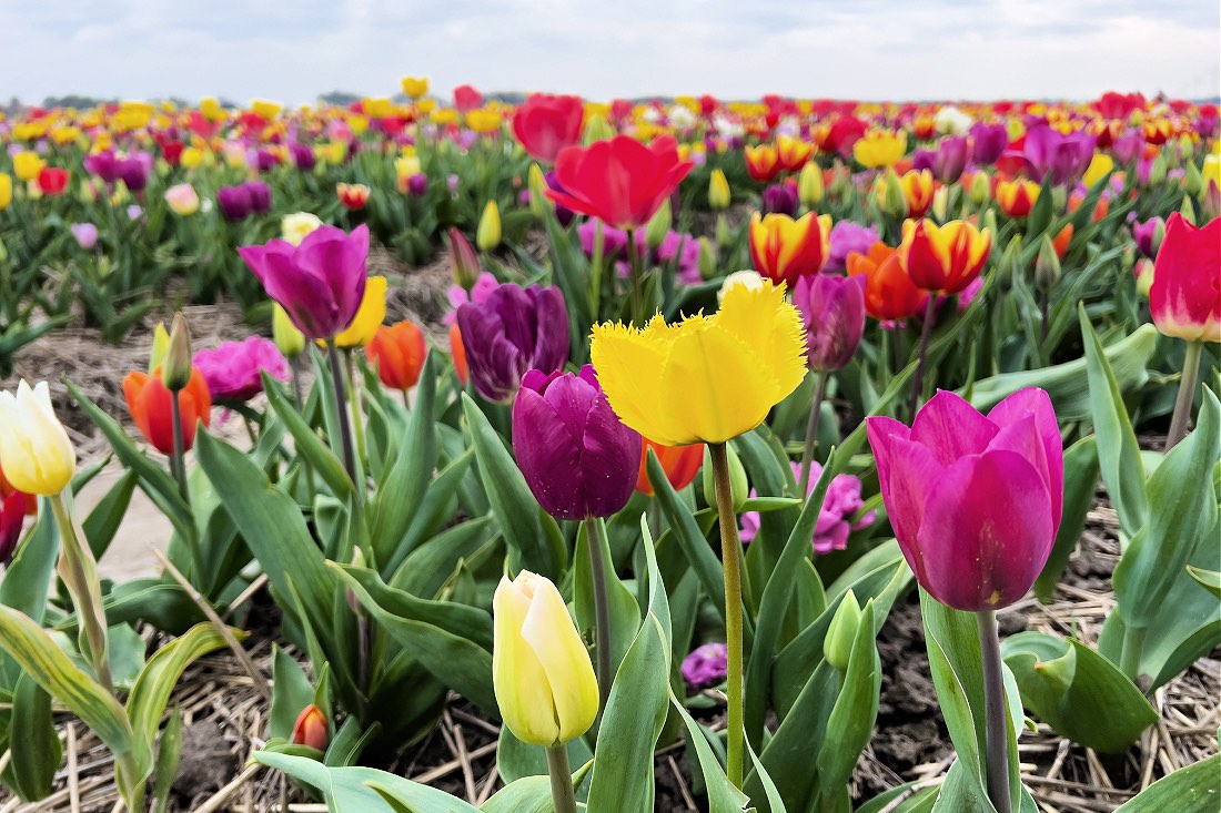 Taman bunga Tulip Marknesse di Flevoland