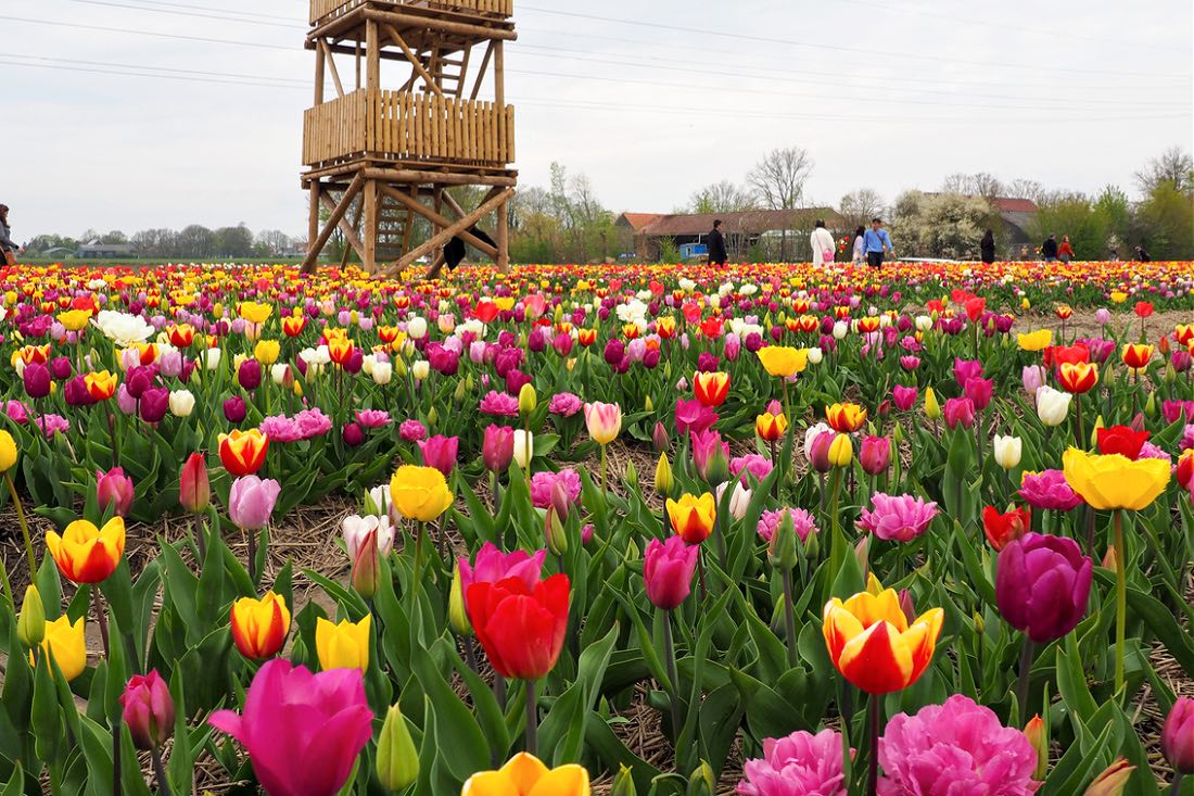 Taman memetik tulip