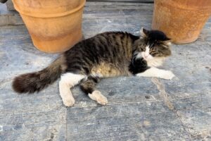 Katze in Griechenland